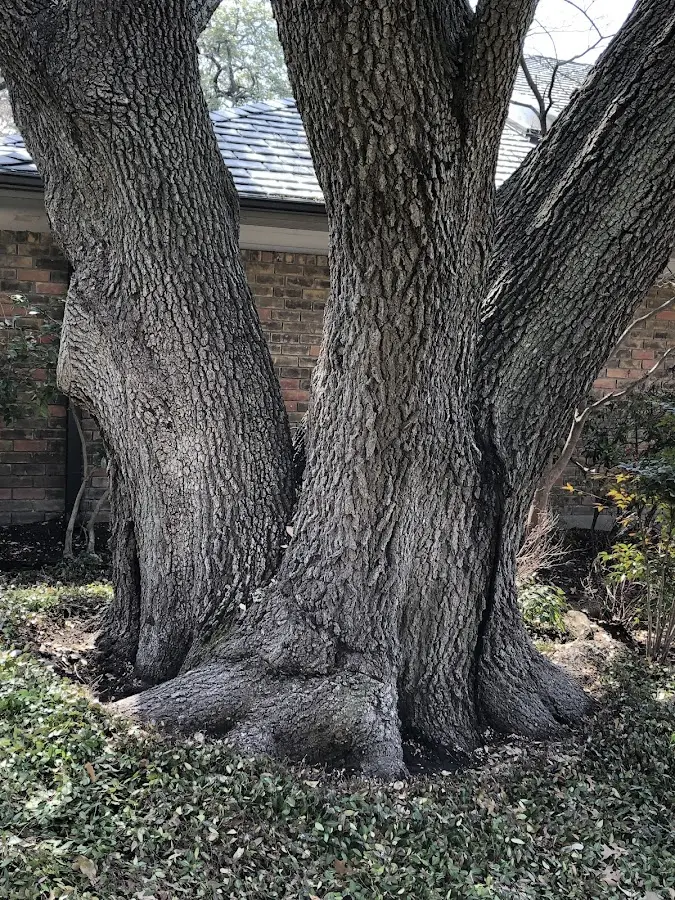 Mature heritage tree close to a Ray property cared for by certified arborists