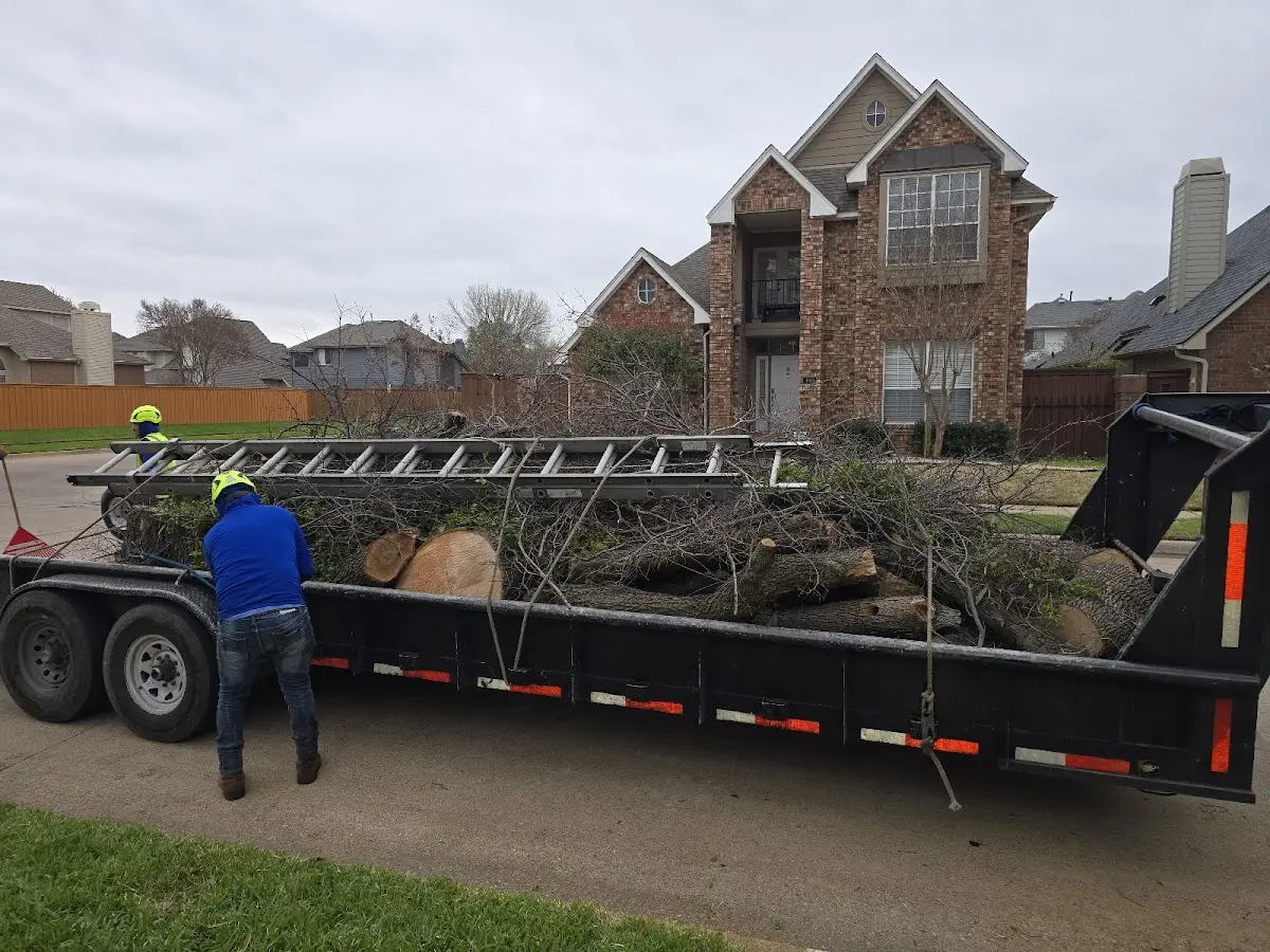 Expert Tree Pest Control with proper safety equipment in Ray